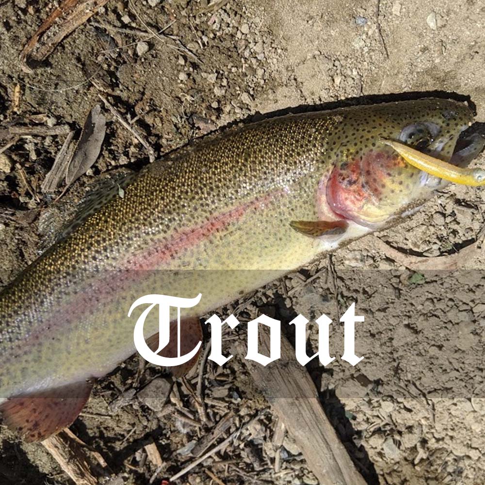 Trout Collection